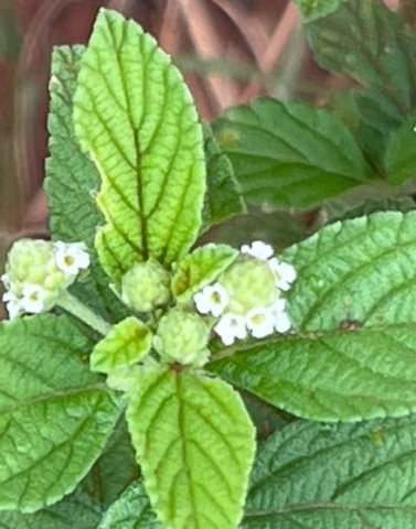 Lippia rehmannii leaves and flowers